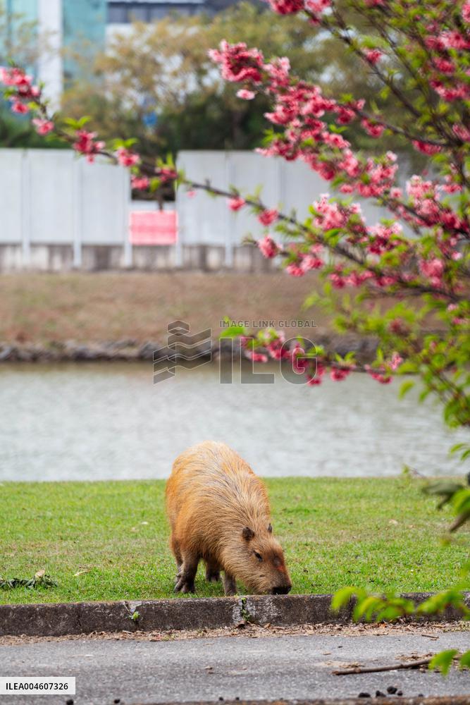 Several capybaras forage along the riverside in Sao Paulo