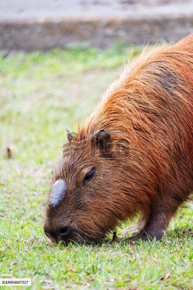 Several capybaras forage along the riverside in Sao Paulo