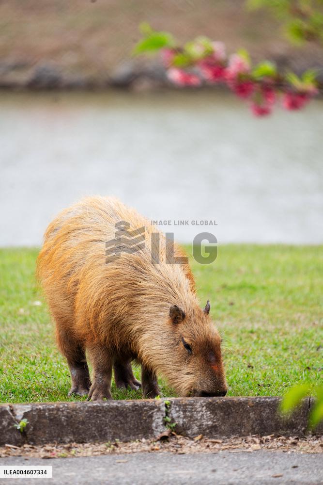 Several capybaras forage along the riverside in Sao Paulo