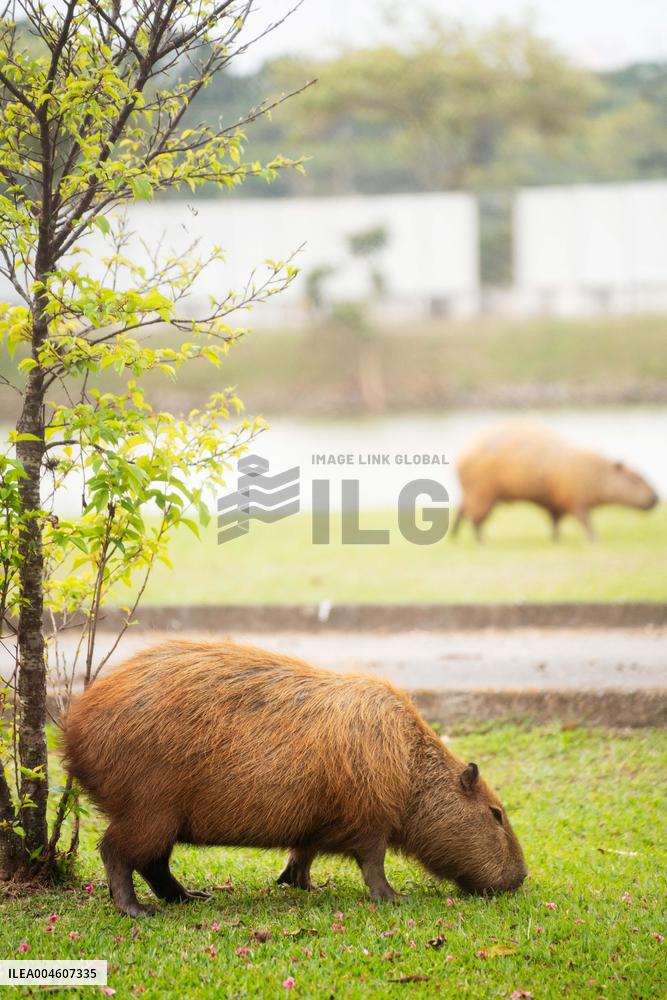 Several capybaras forage along the riverside in Sao Paulo