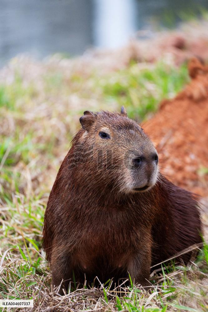 Several capybaras forage along the riverside in Sao Paulo