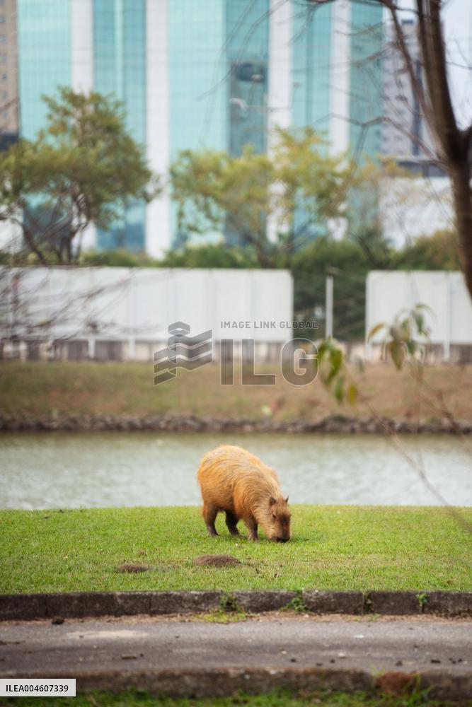 Several capybaras forage along the riverside in Sao Paulo
