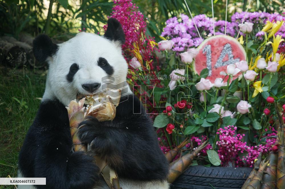 Birthdays of giant pandas Shuangxin and Hexing - Xining