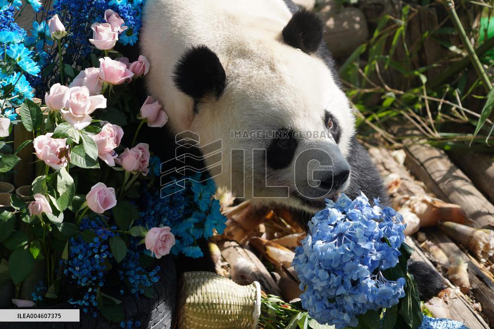 Birthdays of giant pandas Shuangxin and Hexing - Xining