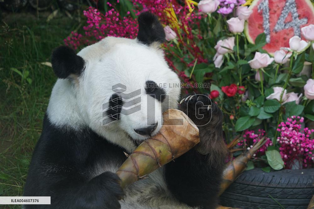 Birthdays of giant pandas Shuangxin and Hexing - Xining