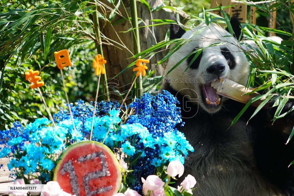 Birthdays of giant pandas Shuangxin and Hexing - Xining