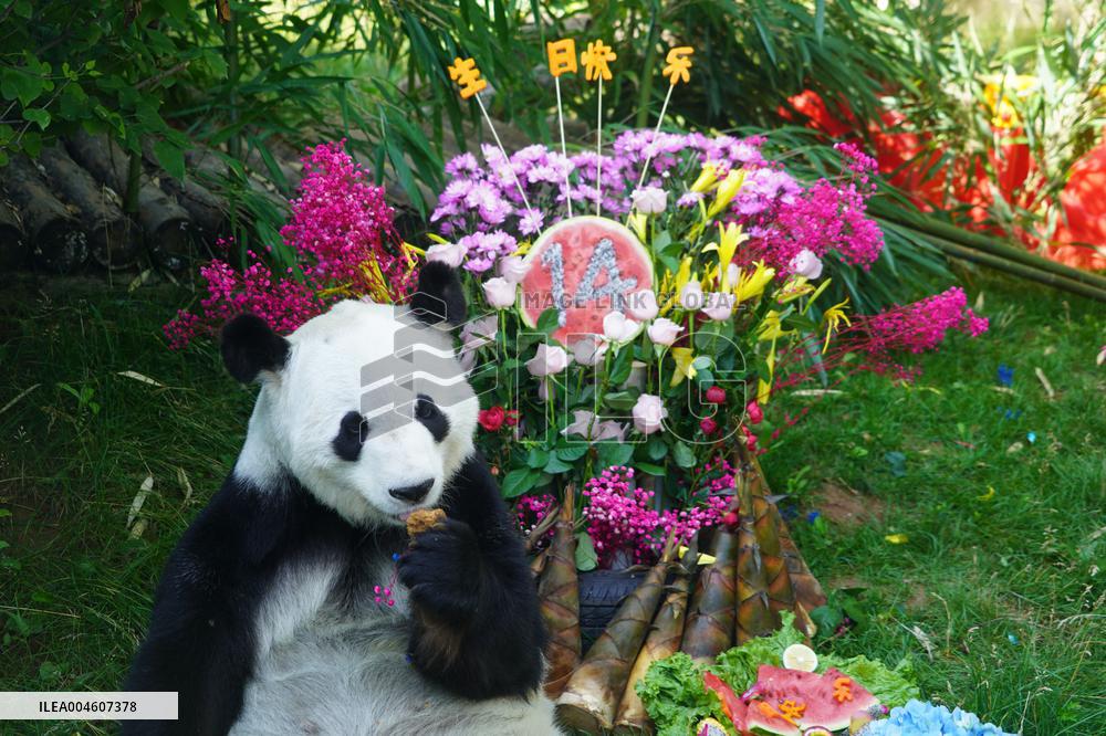 Birthdays of giant pandas Shuangxin and Hexing - Xining