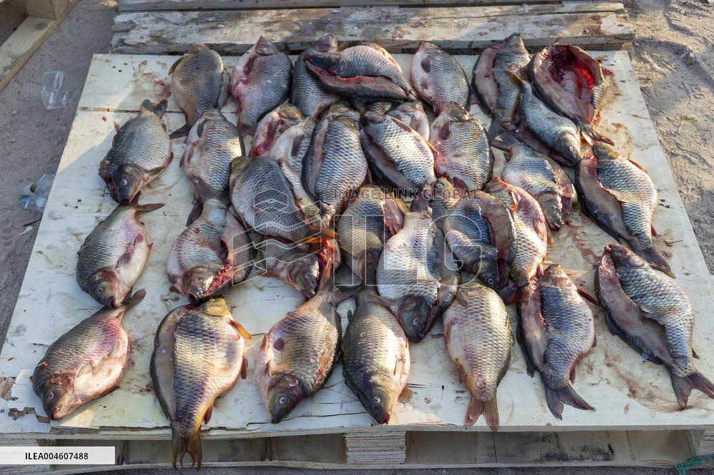 Imam Hussein religious procession - Basrah