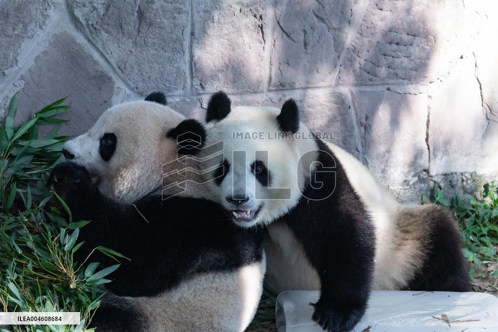 Giant Panda Cooling Down
 in Chongqing Zoo