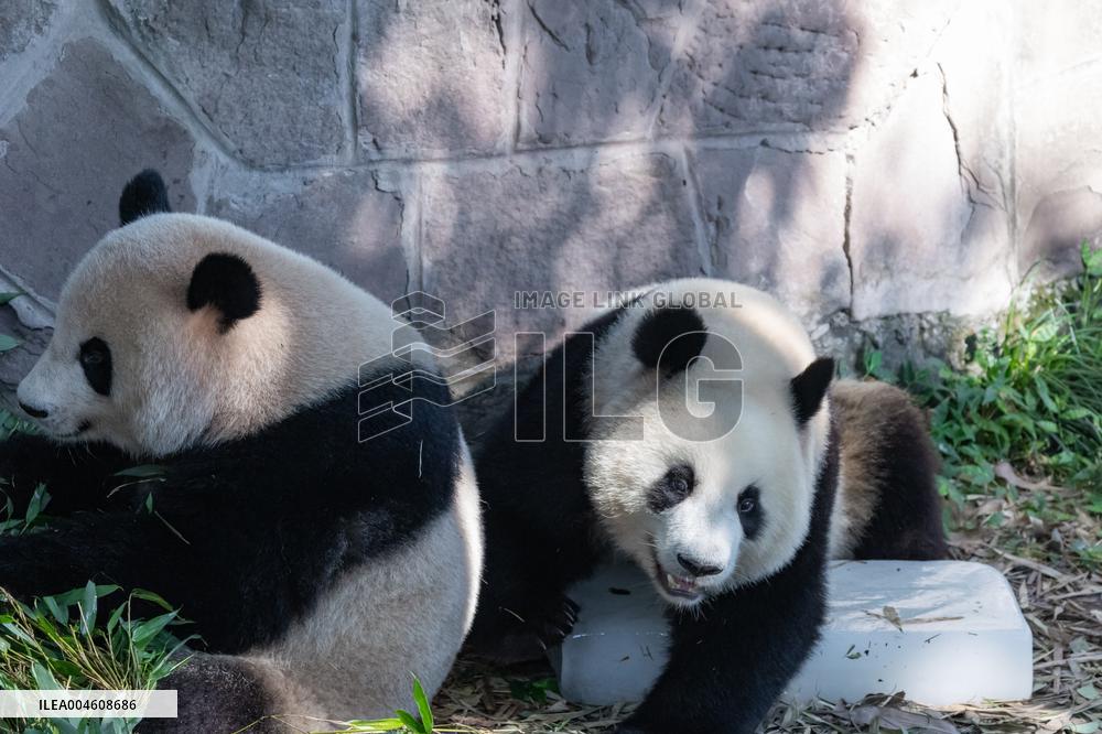 Giant Panda Cooling Down
 in Chongqing Zoo