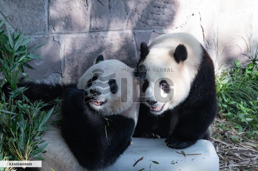 Giant Panda Cooling Down
 in Chongqing Zoo