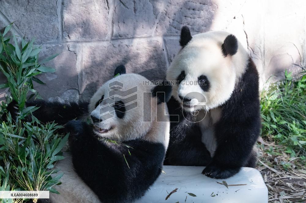 Giant Panda Cooling Down
 in Chongqing Zoo