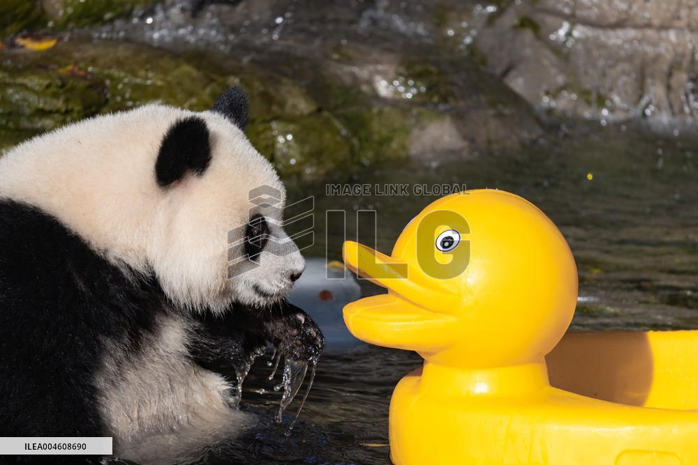 Giant Panda Cooling Down
 in Chongqing Zoo