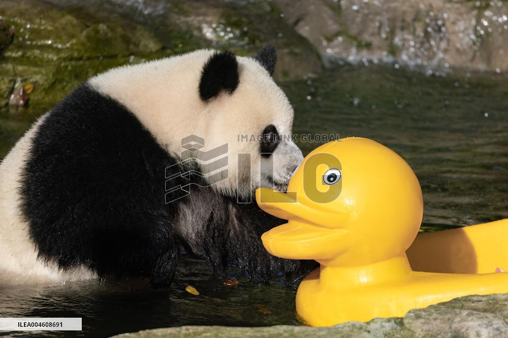 Giant Panda Cooling Down
 in Chongqing Zoo