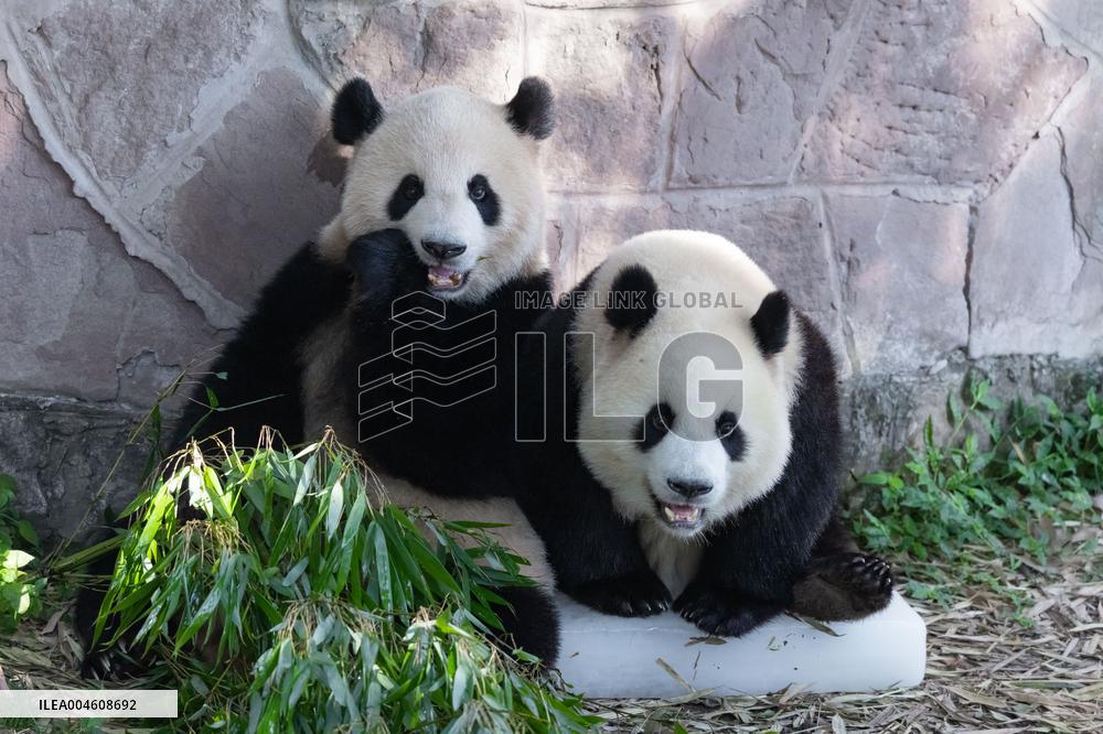 Giant Panda Cooling Down
 in Chongqing Zoo