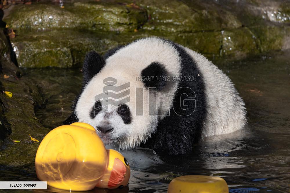 Giant Panda Cooling Down
 in Chongqing Zoo