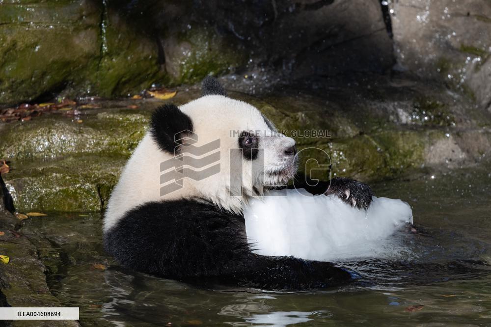 Giant Panda Cooling Down
 in Chongqing Zoo