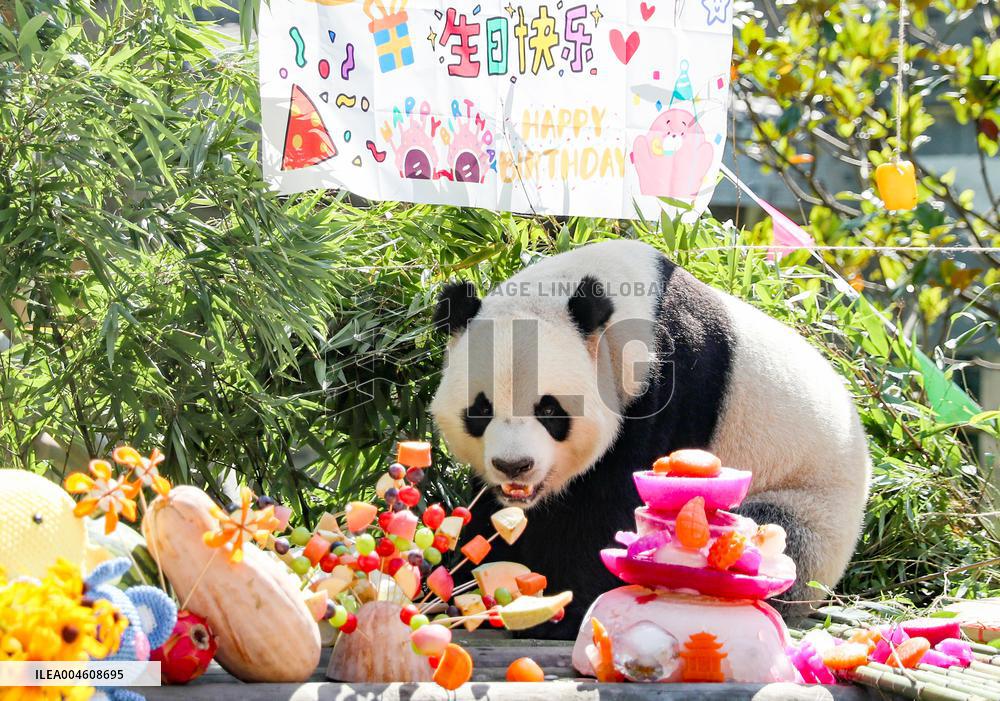 Giant Panda Birthday