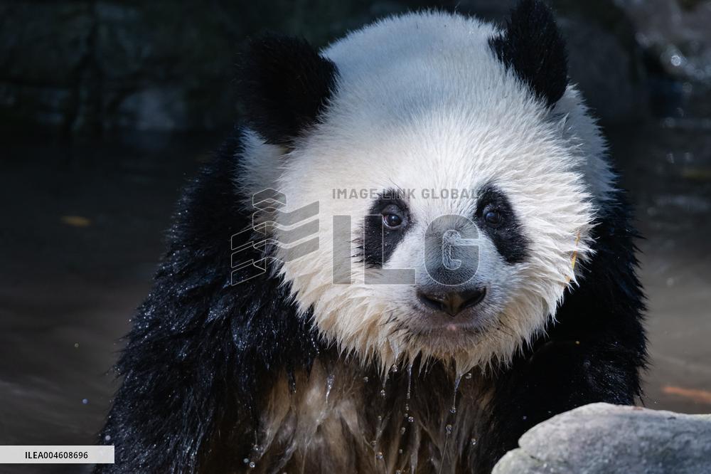 Giant Panda Cooling Down
 in Chongqing Zoo