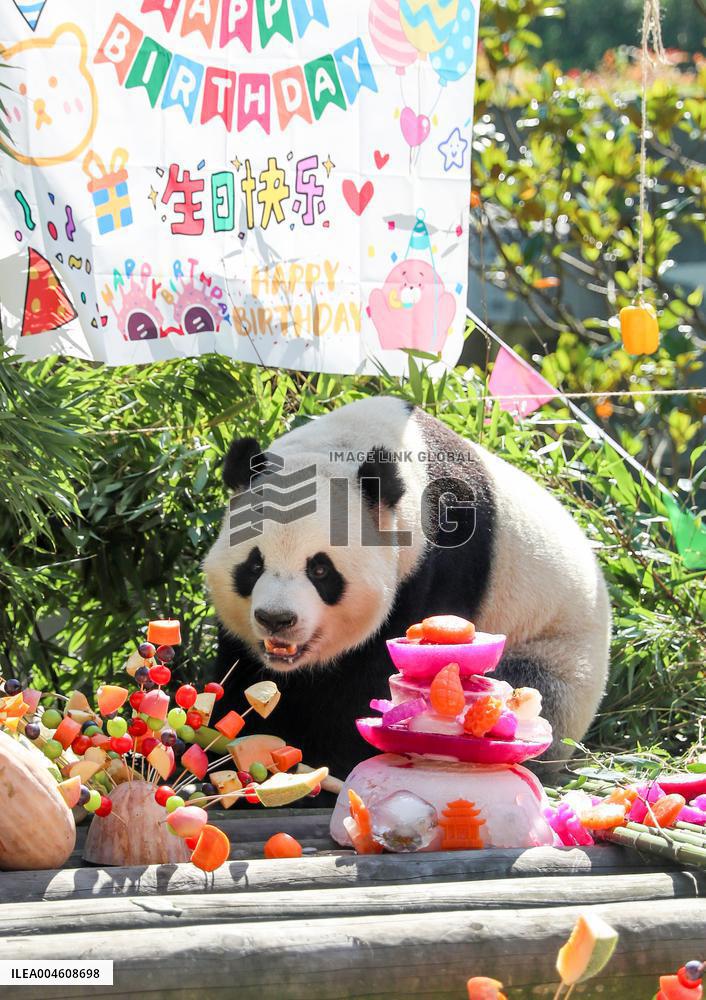 Giant Panda Birthday