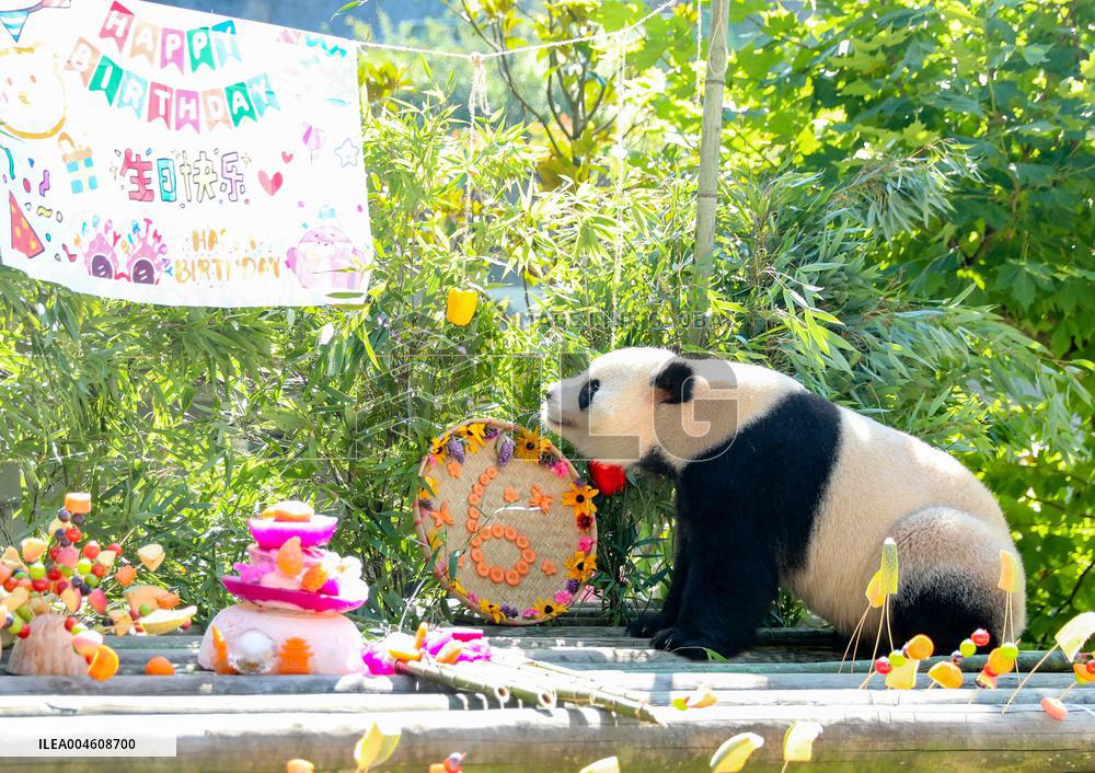 Giant Panda Birthday
