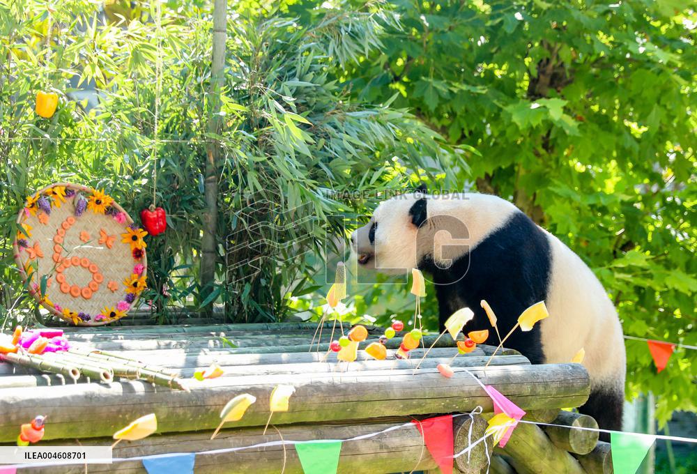 Giant Panda Birthday