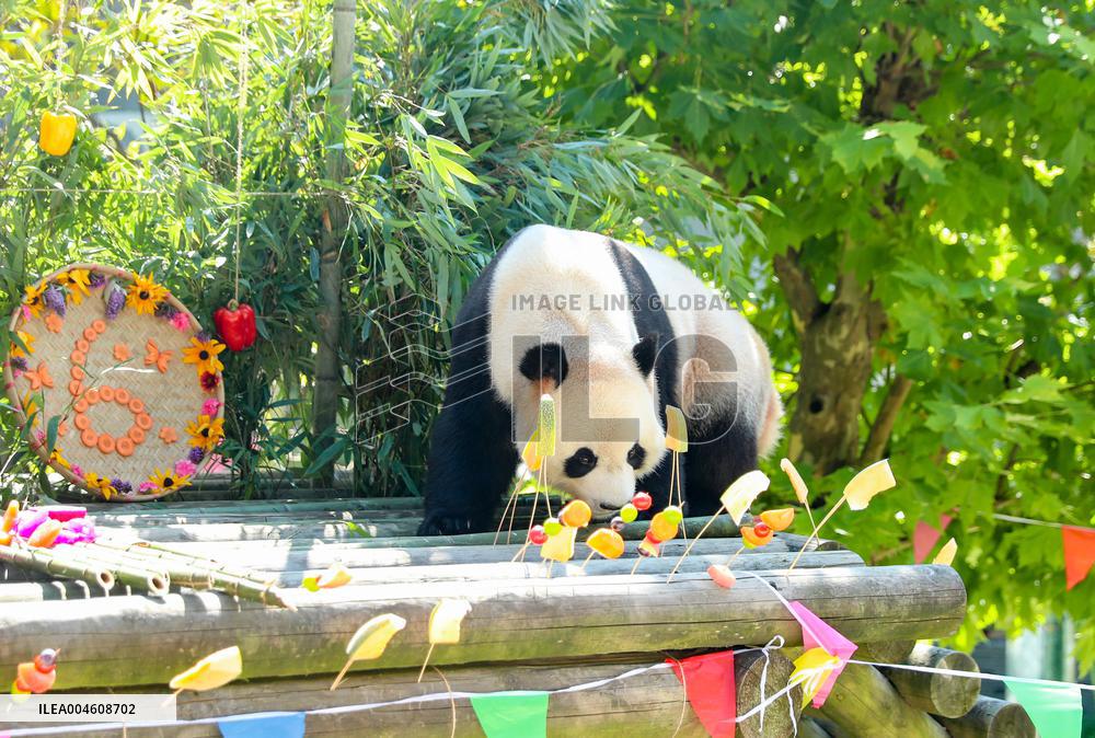 Giant Panda Birthday