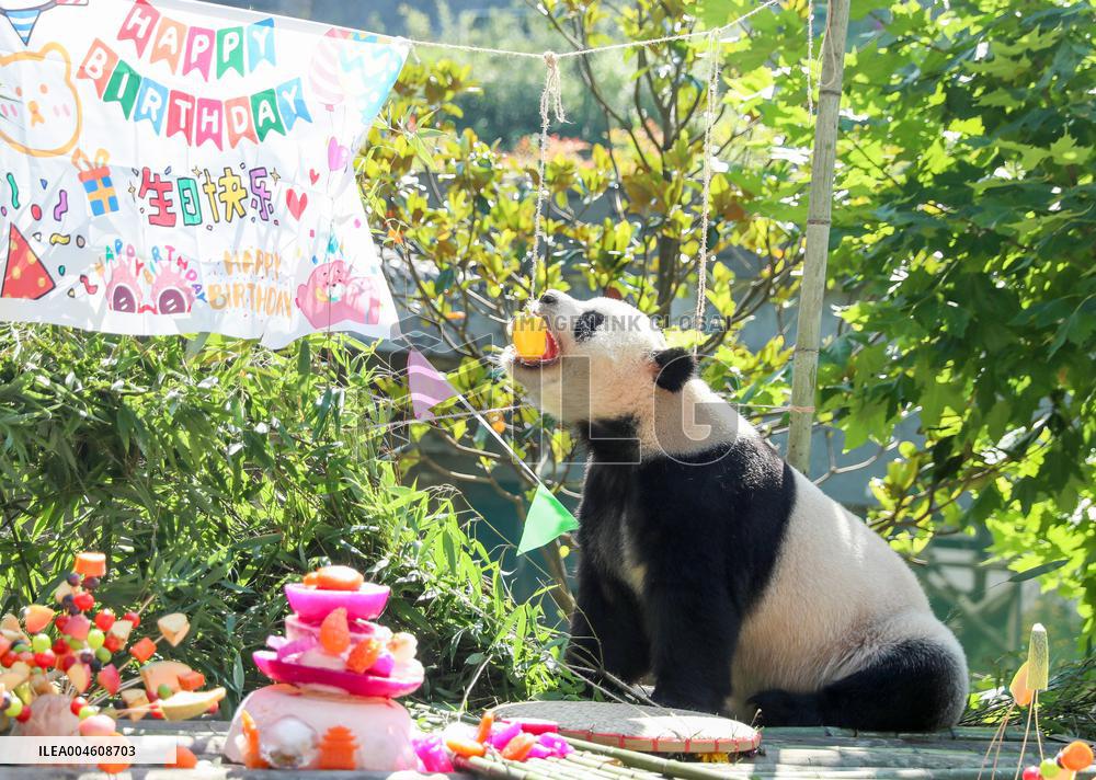 Giant Panda Birthday