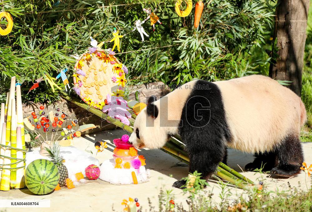 Giant Panda Birthday