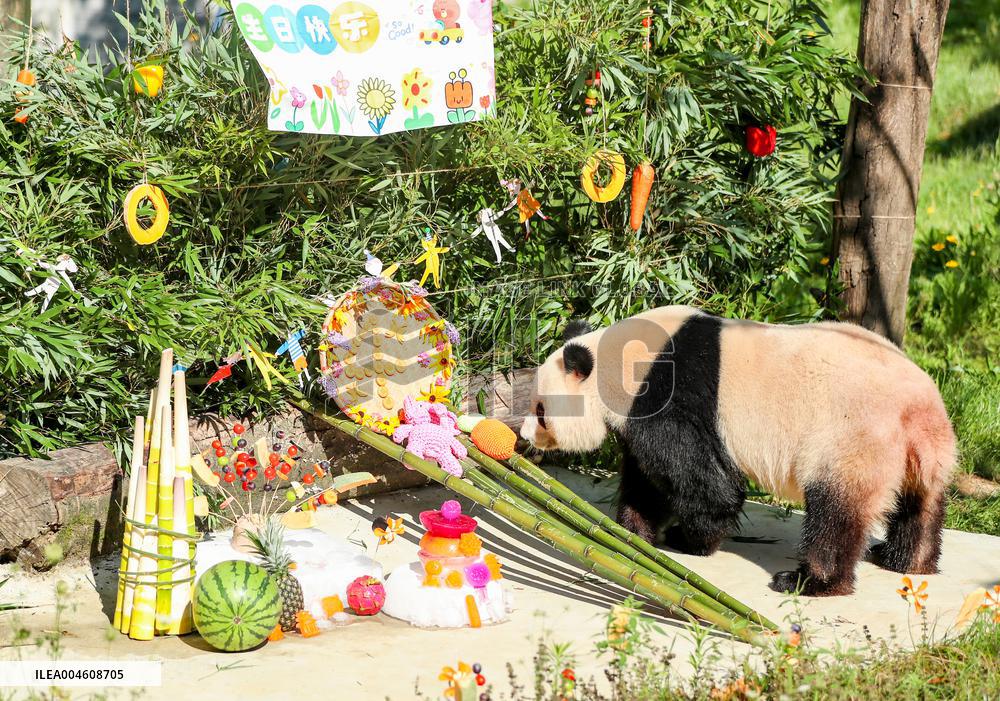 Giant Panda Birthday