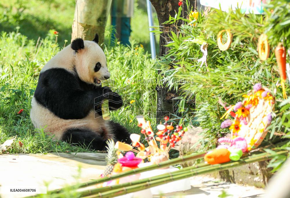 Giant Panda Birthday