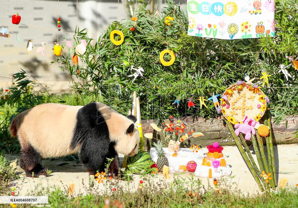 Giant Panda Birthday