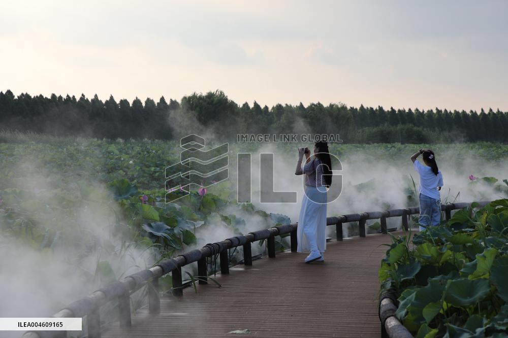 Lotus Pond Cooled By Spray in Yancheng