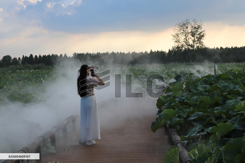 Lotus Pond Cooled By Spray in Yancheng