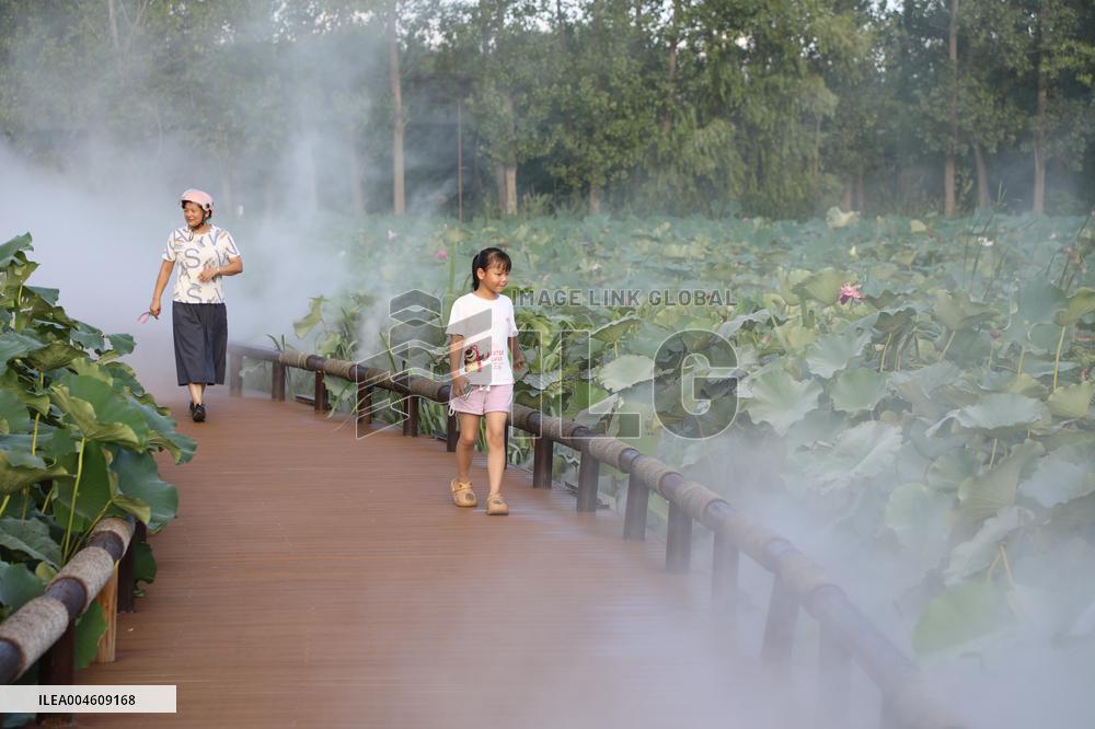 Lotus Pond Cooled By Spray in Yancheng