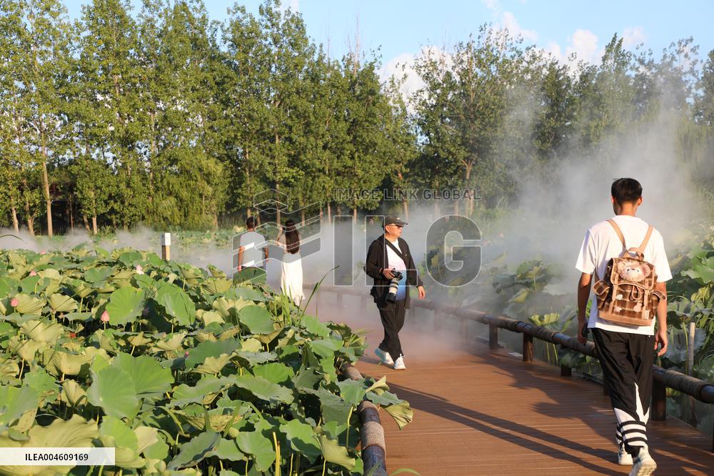 Lotus Pond Cooled By Spray in Yancheng