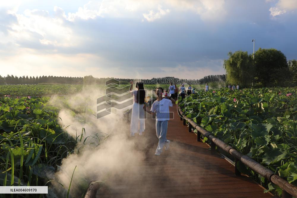Lotus Pond Cooled By Spray in Yancheng