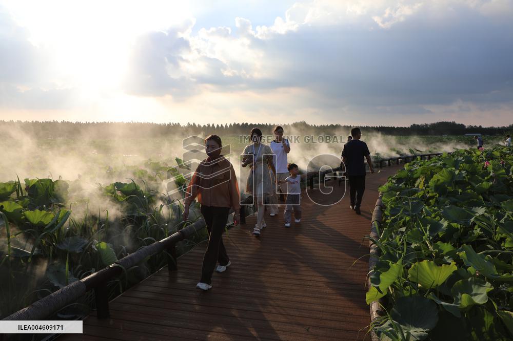 Lotus Pond Cooled By Spray in Yancheng