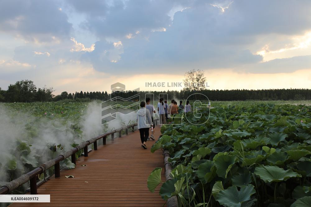 Lotus Pond Cooled By Spray in Yancheng