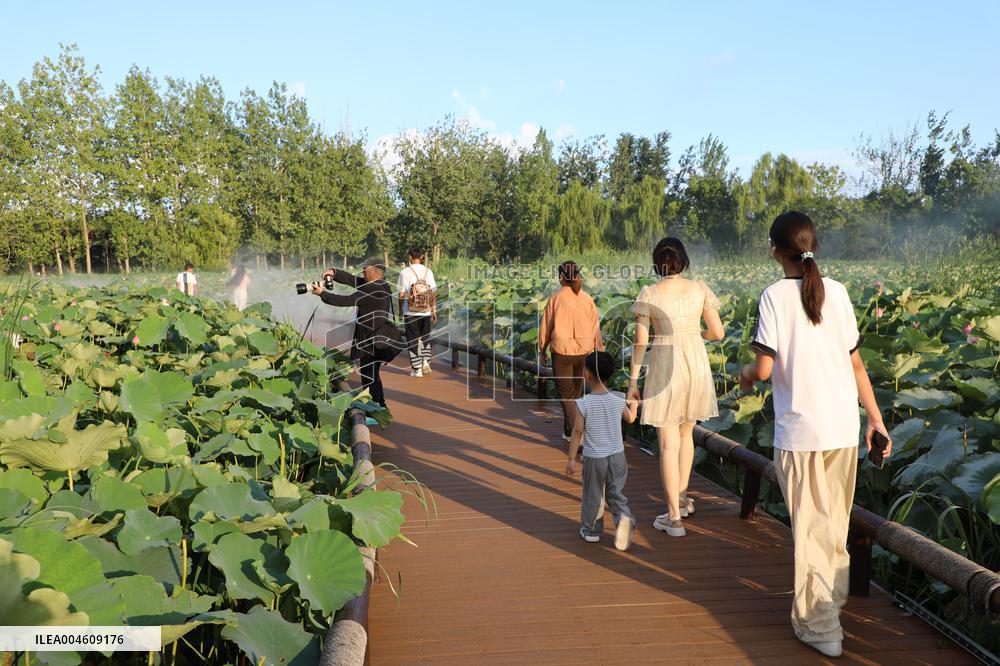 Lotus Pond Cooled By Spray in Yancheng
