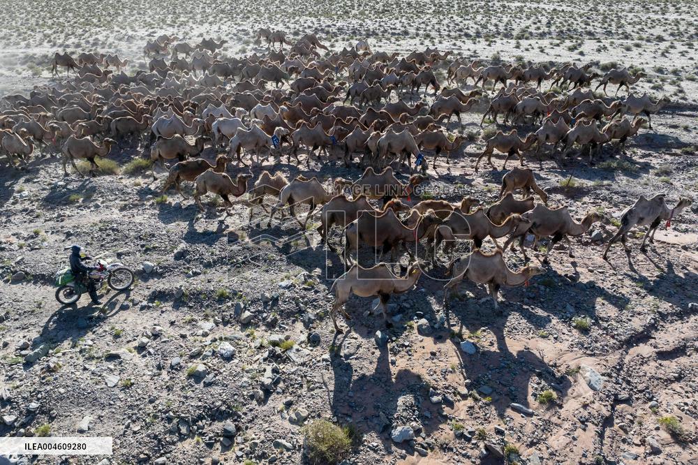 CHINA-GANSU-AKSAY-CAMEL MIGRATION (CN)