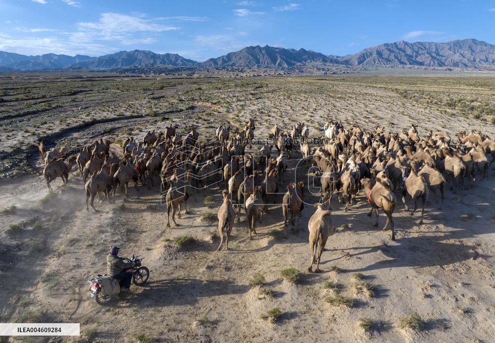 CHINA-GANSU-AKSAY-CAMEL MIGRATION (CN)