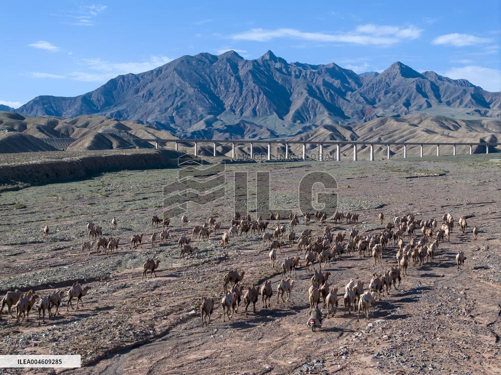 CHINA-GANSU-AKSAY-CAMEL MIGRATION (CN)