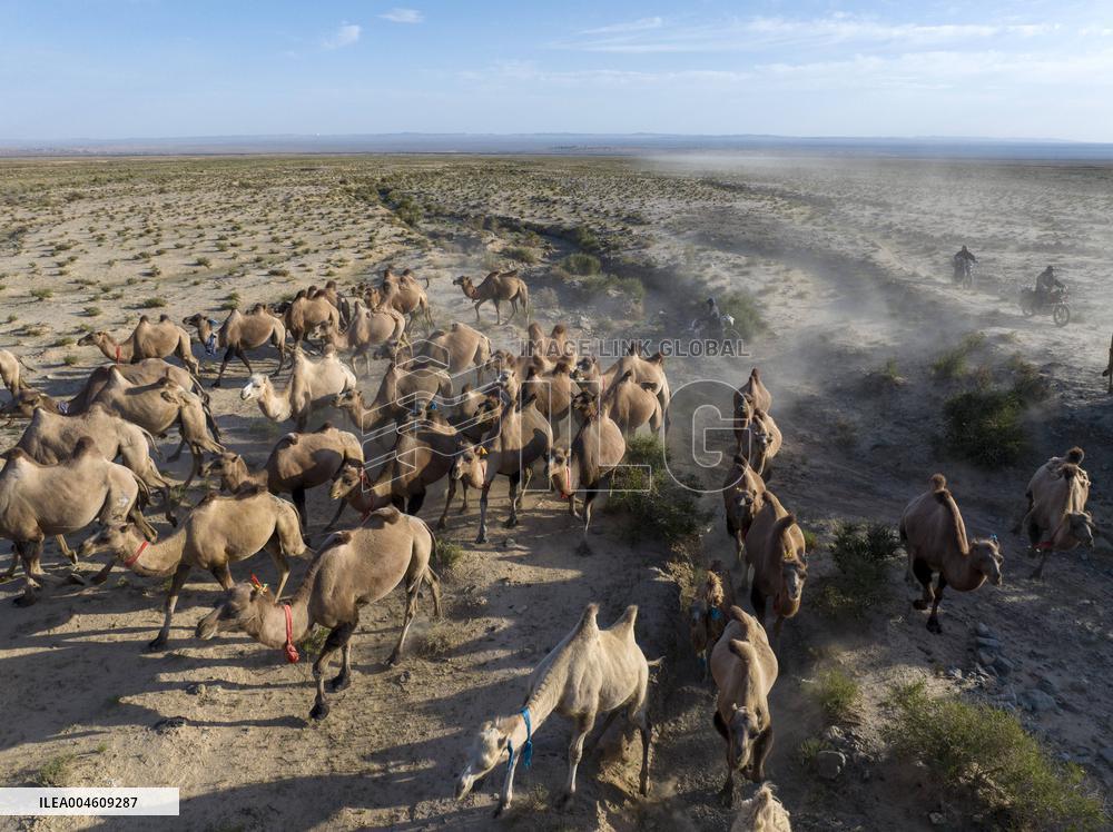 CHINA-GANSU-AKSAY-CAMEL MIGRATION (CN)