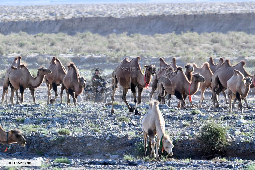 CHINA-GANSU-AKSAY-CAMEL MIGRATION (CN)