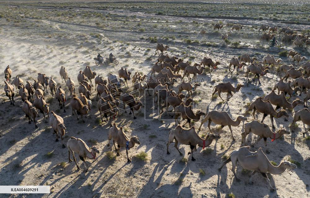 CHINA-GANSU-AKSAY-CAMEL MIGRATION (CN)