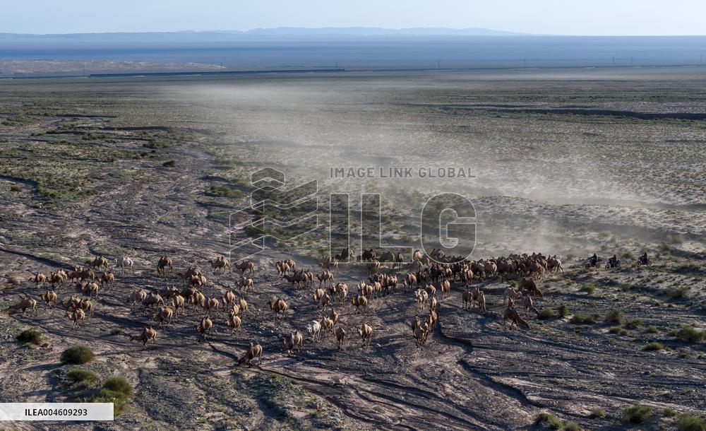 CHINA-GANSU-AKSAY-CAMEL MIGRATION (CN)