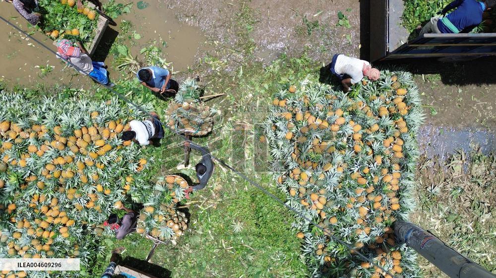 Local pineapple wholesale market in Tangail