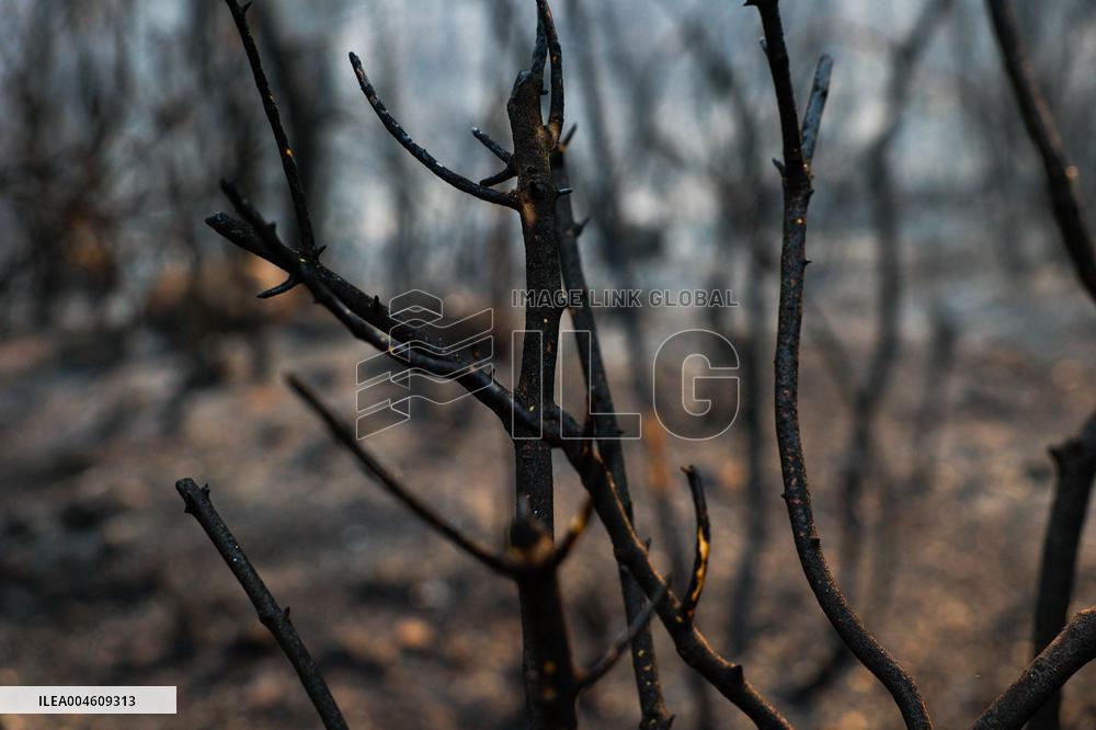 Apocalyptic Turkey Wildfires Spread By Record 50C Heatwave - Bursa