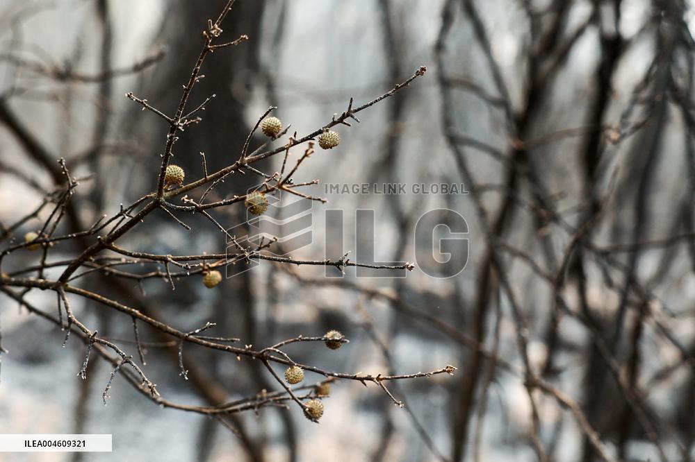 Apocalyptic Turkey Wildfires Spread By Record 50C Heatwave - Bursa